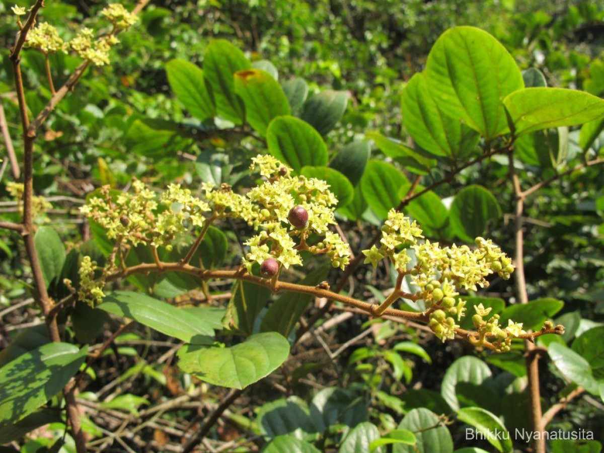 Ziziphus rugosa Lam.